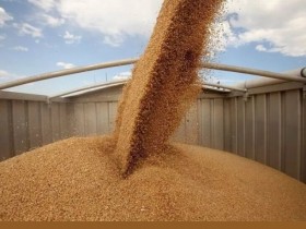Зерно идет на экспорт