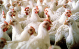 Фермерам Новороссийка подбросят деньжат на коров, гусей и уток