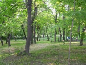 Пионерская роща останется местом отдыха
