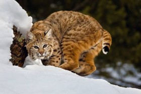 Приглашаем на день защитника отечества в Домбай!